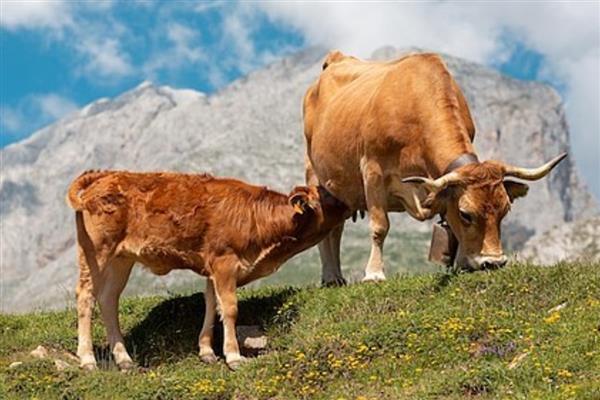 小牛八个月早产怎么喂养,饲养员可人工辅助小牛喝奶