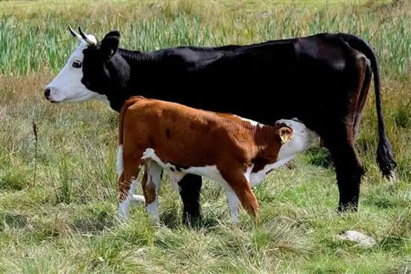 小牛八个月早产怎么喂养,饲养员可人工辅助小牛喝奶