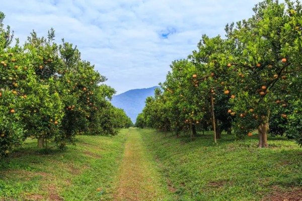 柑橘的栽培技术，抽发新梢前需追施1-2次速效肥