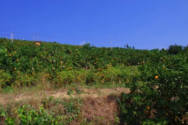 柑橘的栽培技术，抽发新梢前需追施1-2次速效肥