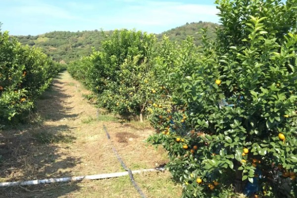 柑橘的栽培技术，抽发新梢前需追施1-2次速效肥