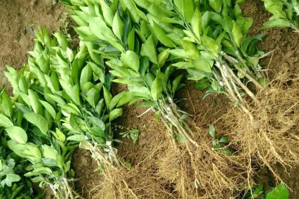 柑橘的栽培技术，抽发新梢前需追施1-2次速效肥