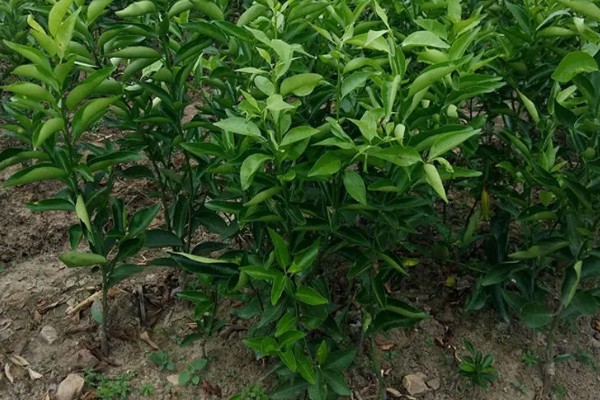 柑橘的栽培技术，抽发新梢前需追施1-2次速效肥