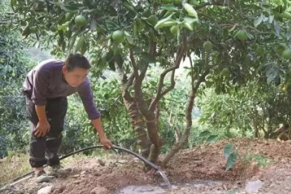 柑橘的栽培技术，抽发新梢前需追施1-2次速效肥