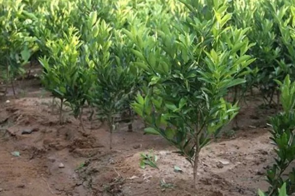 柑橘的栽培技术，抽发新梢前需追施1-2次速效肥