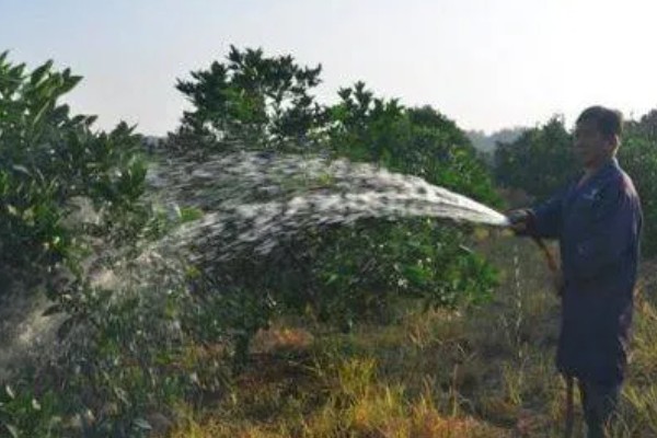 柑橘的栽培技术，抽发新梢前需追施1-2次速效肥