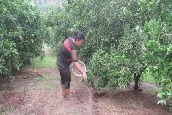 柑橘的栽培技术，抽发新梢前需追施1-2次速效肥