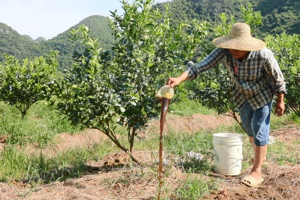 柑橘的栽培技术，抽发新梢前需追施1-2次速效肥
