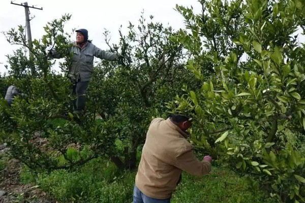 柑橘的栽培技术，抽发新梢前需追施1-2次速效肥