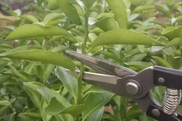 柑橘的栽培技术，抽发新梢前需追施1-2次速效肥