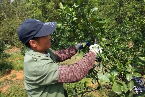 柑橘的栽培技术，抽发新梢前需追施1-2次速效肥