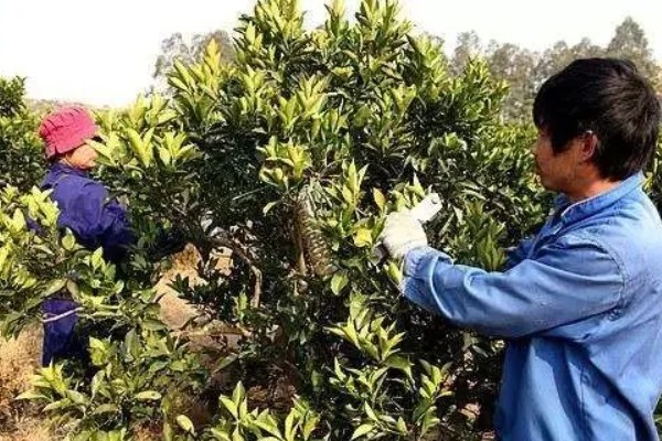 柑橘的栽培技术，抽发新梢前需追施1-2次速效肥