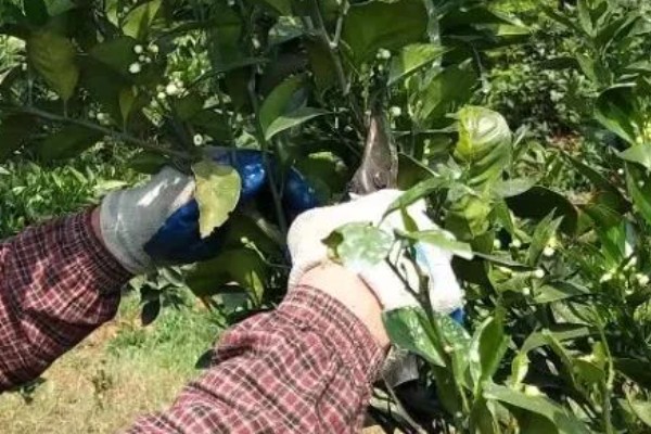 柑橘的栽培技术，抽发新梢前需追施1-2次速效肥