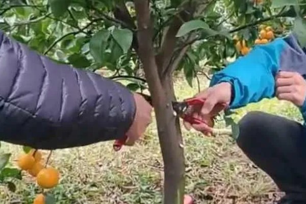 柑橘的栽培技术，抽发新梢前需追施1-2次速效肥