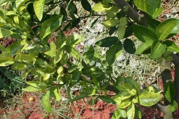 柑橘的栽培技术，抽发新梢前需追施1-2次速效肥