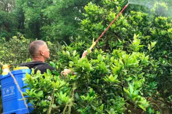 柑橘的栽培技术，抽发新梢前需追施1-2次速效肥