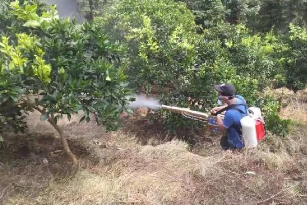 柑橘的栽培技术，抽发新梢前需追施1-2次速效肥