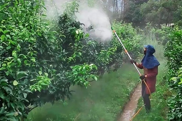 柑橘的栽培技术，抽发新梢前需追施1-2次速效肥