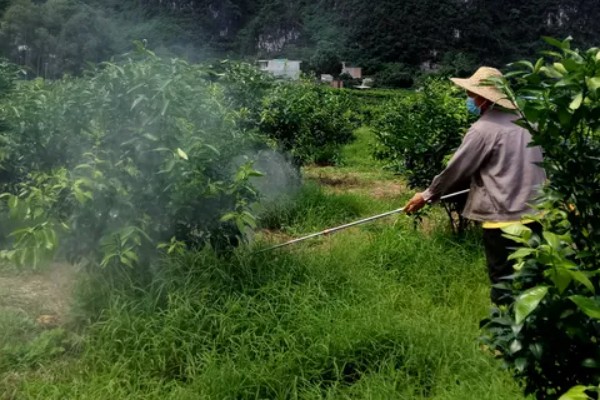 柑橘的栽培技术，抽发新梢前需追施1-2次速效肥