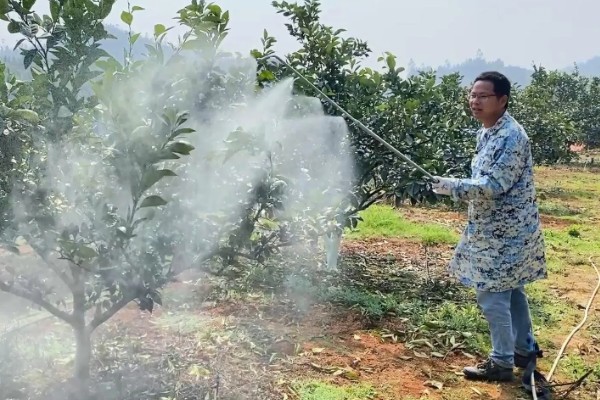 柑橘的栽培技术，抽发新梢前需追施1-2次速效肥