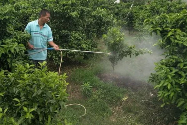 柑橘的栽培技术，抽发新梢前需追施1-2次速效肥