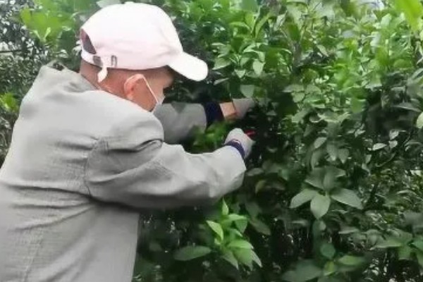 柑橘的栽培技术，抽发新梢前需追施1-2次速效肥