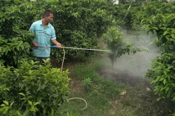 柑橘的栽培技术，抽发新梢前需追施1-2次速效肥