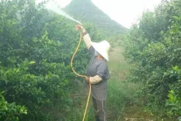 柑橘的栽培技术，抽发新梢前需追施1-2次速效肥