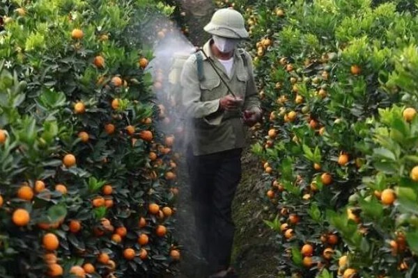 柑橘的栽培技术，抽发新梢前需追施1-2次速效肥