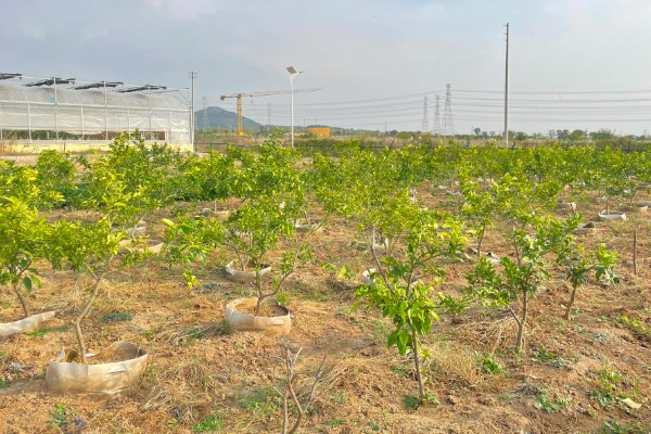 柑橘的栽培技术，抽发新梢前需追施1-2次速效肥