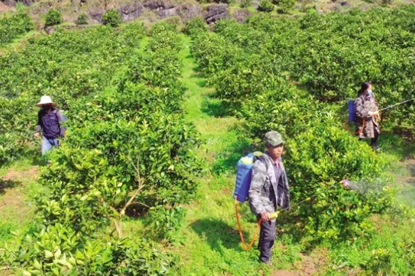 柑橘的栽培技术，抽发新梢前需追施1-2次速效肥