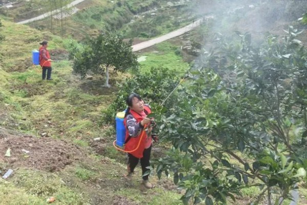 柑橘的栽培技术，抽发新梢前需追施1-2次速效肥