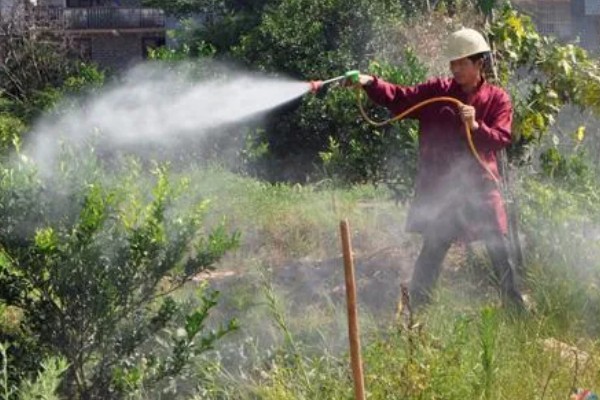 柑橘的栽培技术，抽发新梢前需追施1-2次速效肥