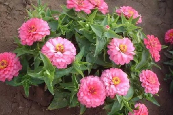 一年生的花卉有什么特点,以种子繁殖为主