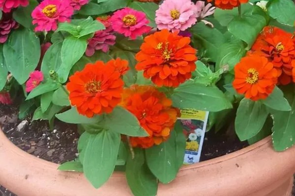 一年生的花卉有什么特点,以种子繁殖为主