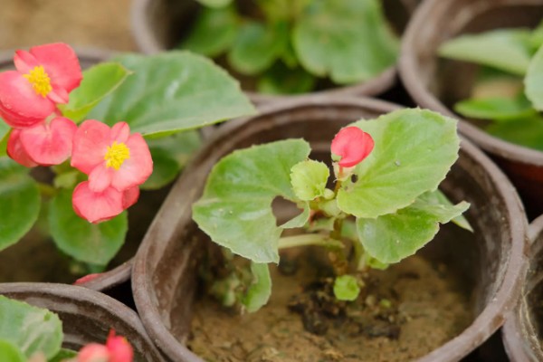 一年生的花卉有什么特点,以种子繁殖为主