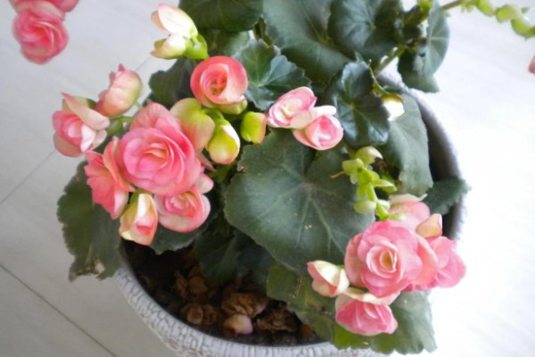 一年生的花卉有什么特点,以种子繁殖为主