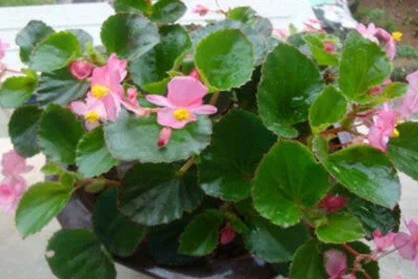 一年生的花卉有什么特点,以种子繁殖为主