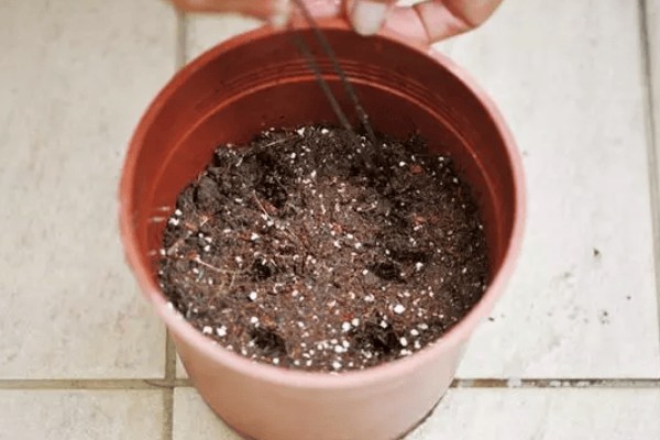 一年生的花卉有什么特点,以种子繁殖为主