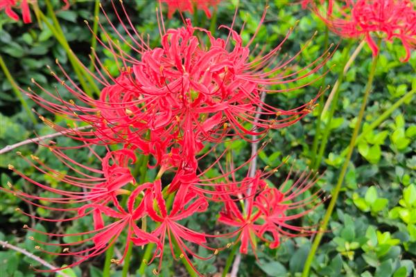 夏天可以种彼岸花吗,夏天是不宜种植的