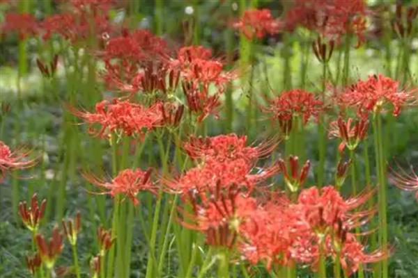 夏天可以种彼岸花吗,夏天是不宜种植的