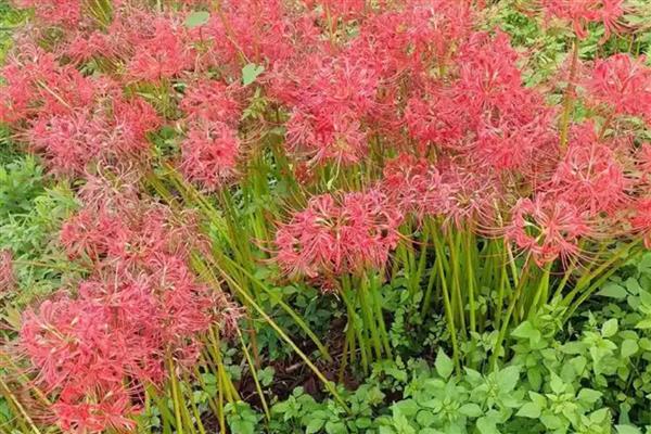 夏天可以种彼岸花吗,夏天是不宜种植的