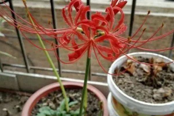 夏天可以种彼岸花吗,夏天是不宜种植的