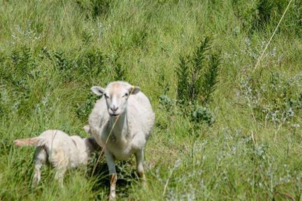 羊吐草沫的原因，是一种正常生理功能