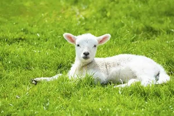 羊吐草沫的原因，是一种正常生理功能