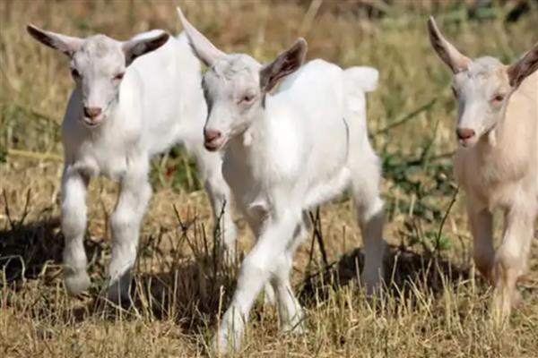 羊吐草沫的原因，是一种正常生理功能