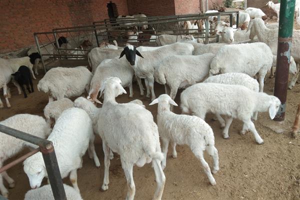 羊吐草沫的原因，是一种正常生理功能