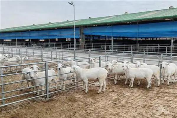 羊吐草沫的原因，是一种正常生理功能