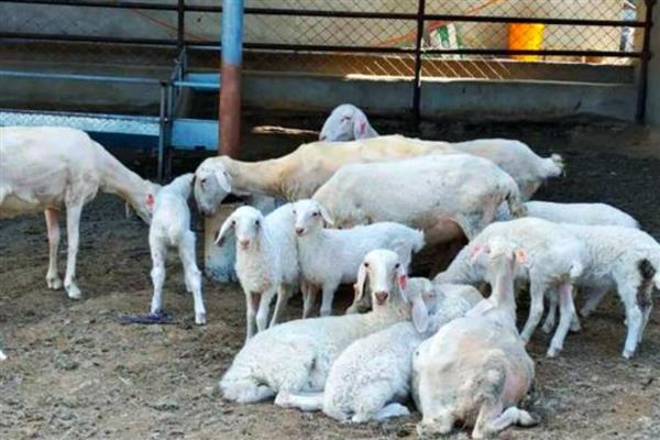 羊吐草沫的原因，是一种正常生理功能