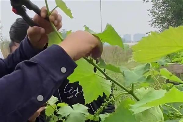 怎么修剪葡萄树,不同季节的修剪方法不同